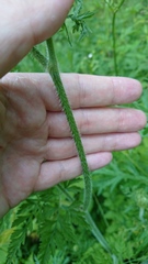 Daucus carota