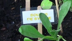 Arisarum proboscideum