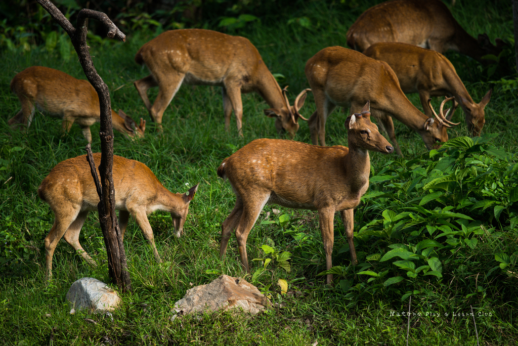Eld's Deer