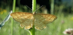 Idaea rufaria