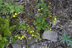 Potentilla gelida
