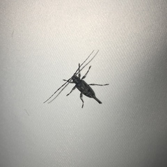 Graphisurus fasciatus