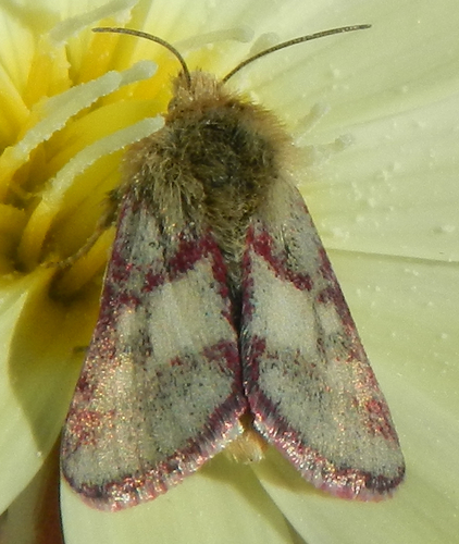 Red-lined Moth photo 2