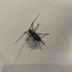 Graphisurus fasciatus