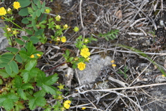 Potentilla gelida