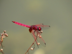 Trithemis aurora