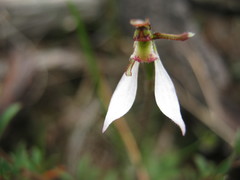 Eriochilus collinus collinus