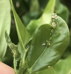 Aphis spiraecola