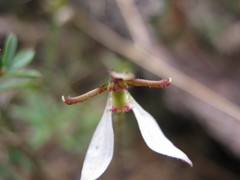 Eriochilus collinus collinus