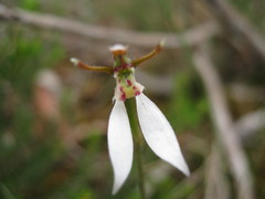 Eriochilus collinus collinus