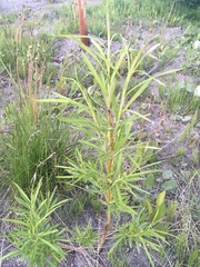 Salix schwerinii