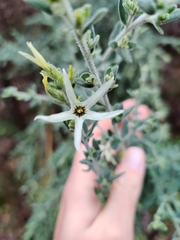 Cyphanthera albicans