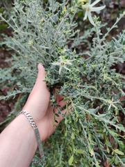 Cyphanthera albicans