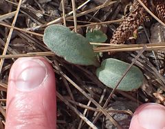 Pedicularis semibarbata