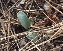 Pedicularis semibarbata