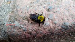 Bombus steindachneri