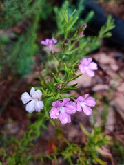 Coopernookia barbata