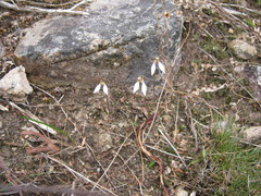 Eriochilus collinus collinus