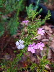 Coopernookia barbata