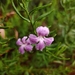 Purple Coopernookia - Photo (c) Ruby E Stephens, some rights reserved (CC BY-NC), uploaded by Ruby E Stephens