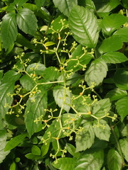 Causonis japonica