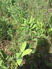 Allium victorialis