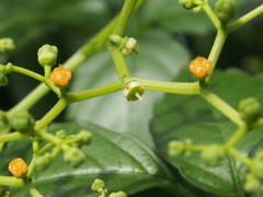 Causonis japonica