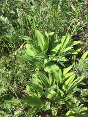 Allium victorialis