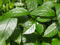 Causonis japonica