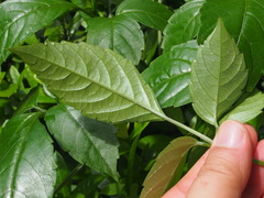 Causonis japonica
