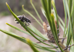 Brachyderes incanus