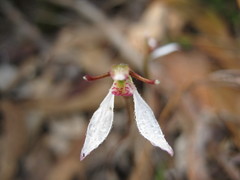 Eriochilus collinus collinus