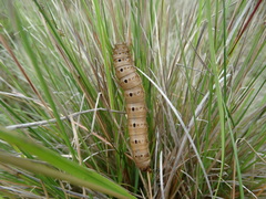 Heliconisa pagenstecheri