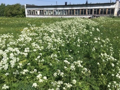 Anthriscus sylvestris