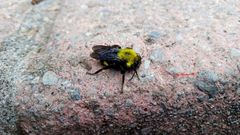 Bombus steindachneri