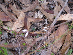 Eriochilus collinus collinus