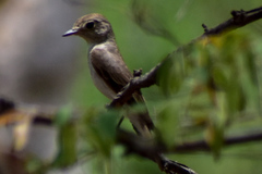 Muscicapa dauurica