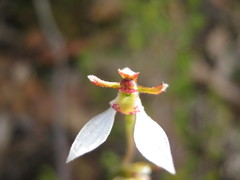 Eriochilus collinus collinus
