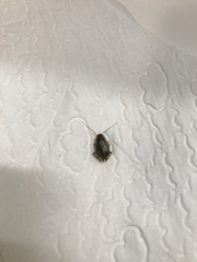 Ectobius lapponicus