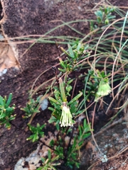 Leionema viridiflorum