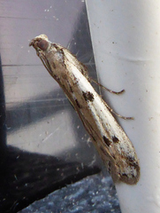 Phycitodes binaevella