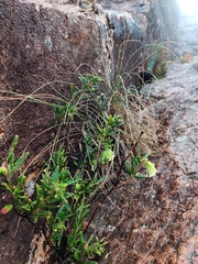 Leionema viridiflorum
