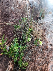 Leionema viridiflorum