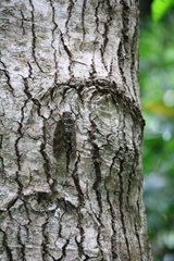 Graptopsaltria bimaculata