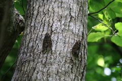 Graptopsaltria bimaculata