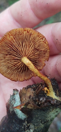 Pholiota