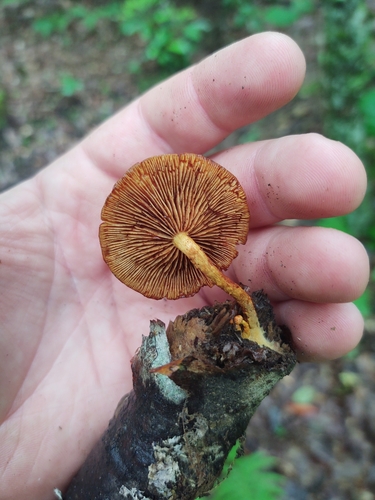 Pholiota (Photo 2 of 4)