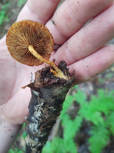 Pholiota (Photo 3 of 4)