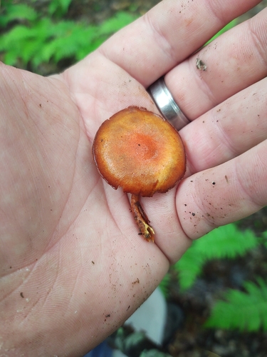 Pholiota (Photo 4 of 4)