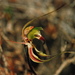 Caladenia longifimbriata - Photo (c) ron_n_beths pics, some rights reserved (CC BY-NC)